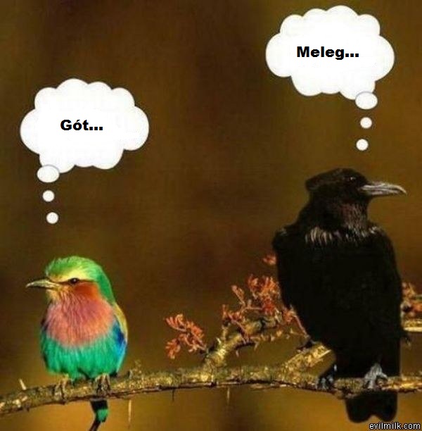 goth_and_gay_birds.jpg