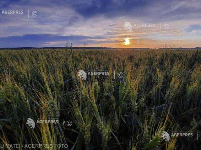 17 Millió tobba gabona termett idén Romániában, 44 százalékkal kevesebb, mint 2019-ben