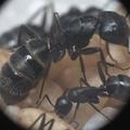 A hangyák életmódja, hangya táplálkozása.... de miért a lakásunkban?