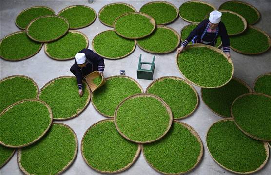 pc-140328-china-green-tea-02_485485a3c4d6bf01ee50ba3d998f4f8c_nbcnews-ux-560-360.jpg