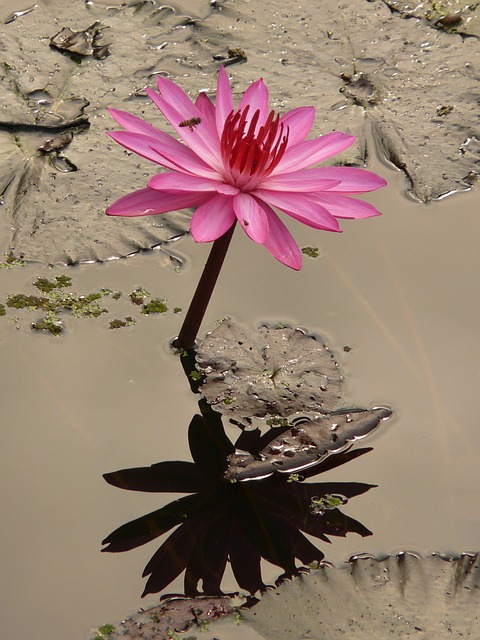 water-lily-4464_640.jpg