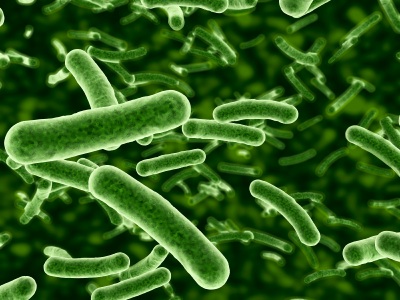 intestinal-bacteria.jpg
