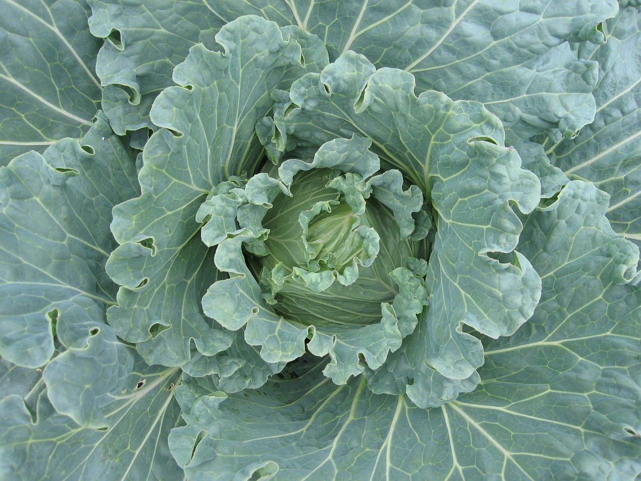 cabbage-433944_1280.jpg