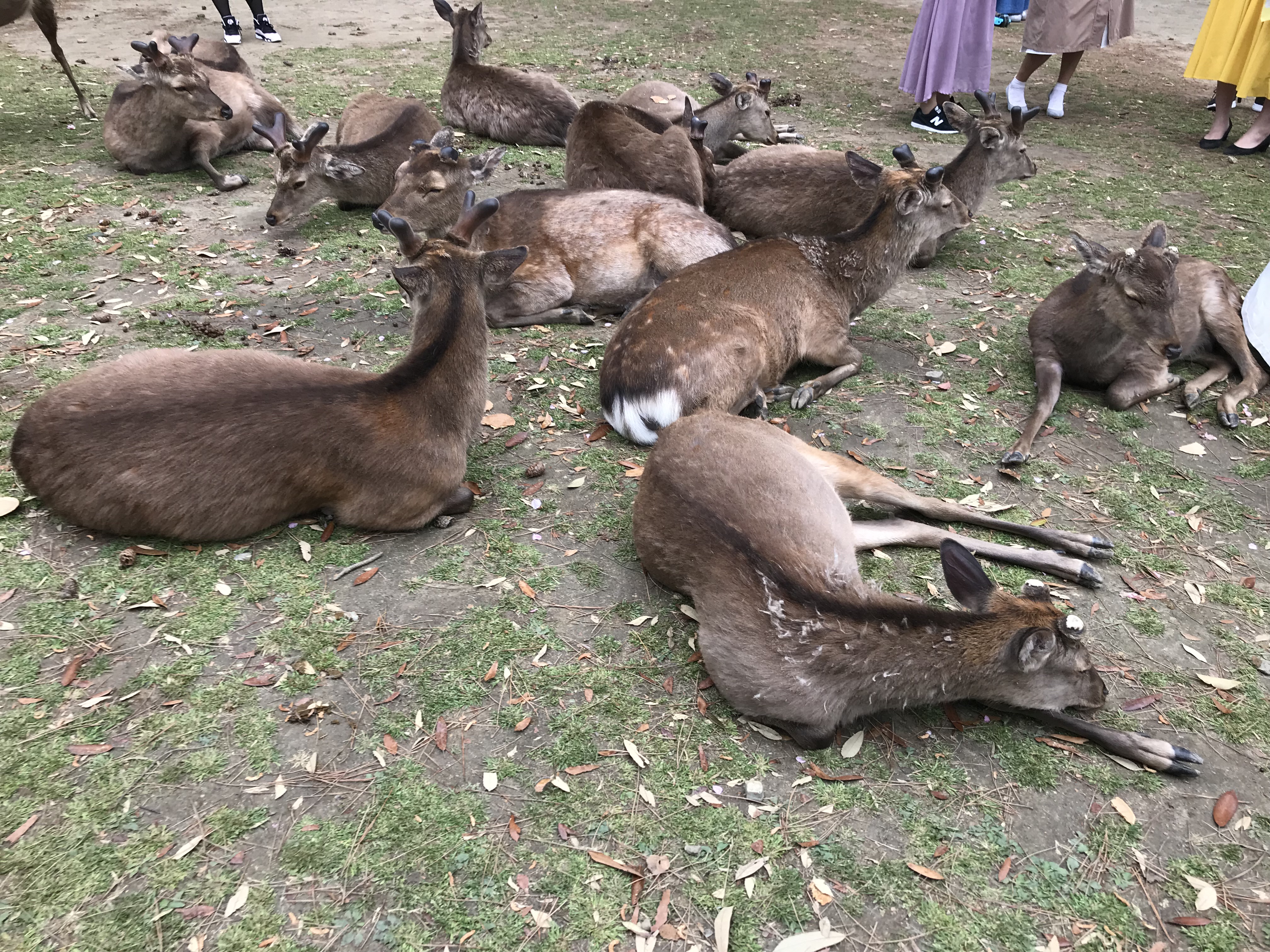 Japán - Nara (Bambi-falva)