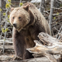 A Yellowstone titkai: grizzly, gejzír és bölények