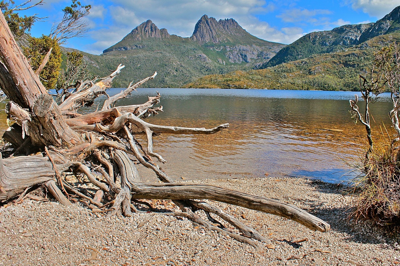 ausztralia_tasmania_fa_foto_pixabay_comjonny_joka.jpg