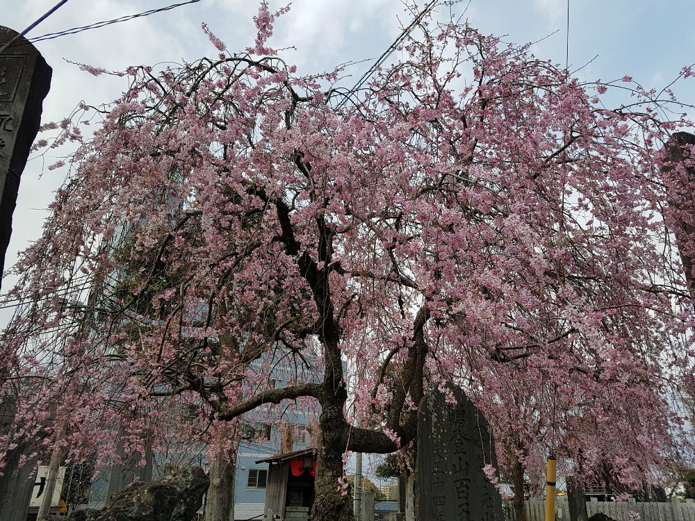 cseresznyefa.jpg