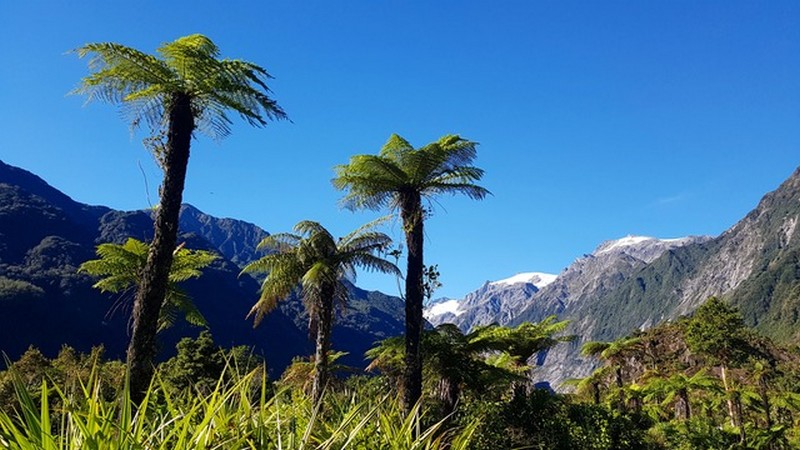 franz_josef_glacier.jpeg