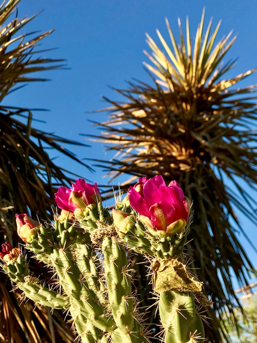 kaktusz.jpg