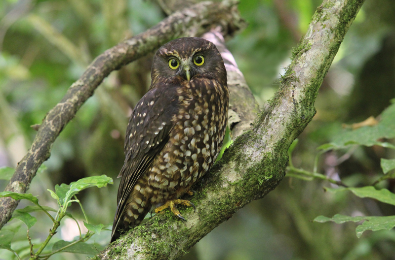 morepork.jpg