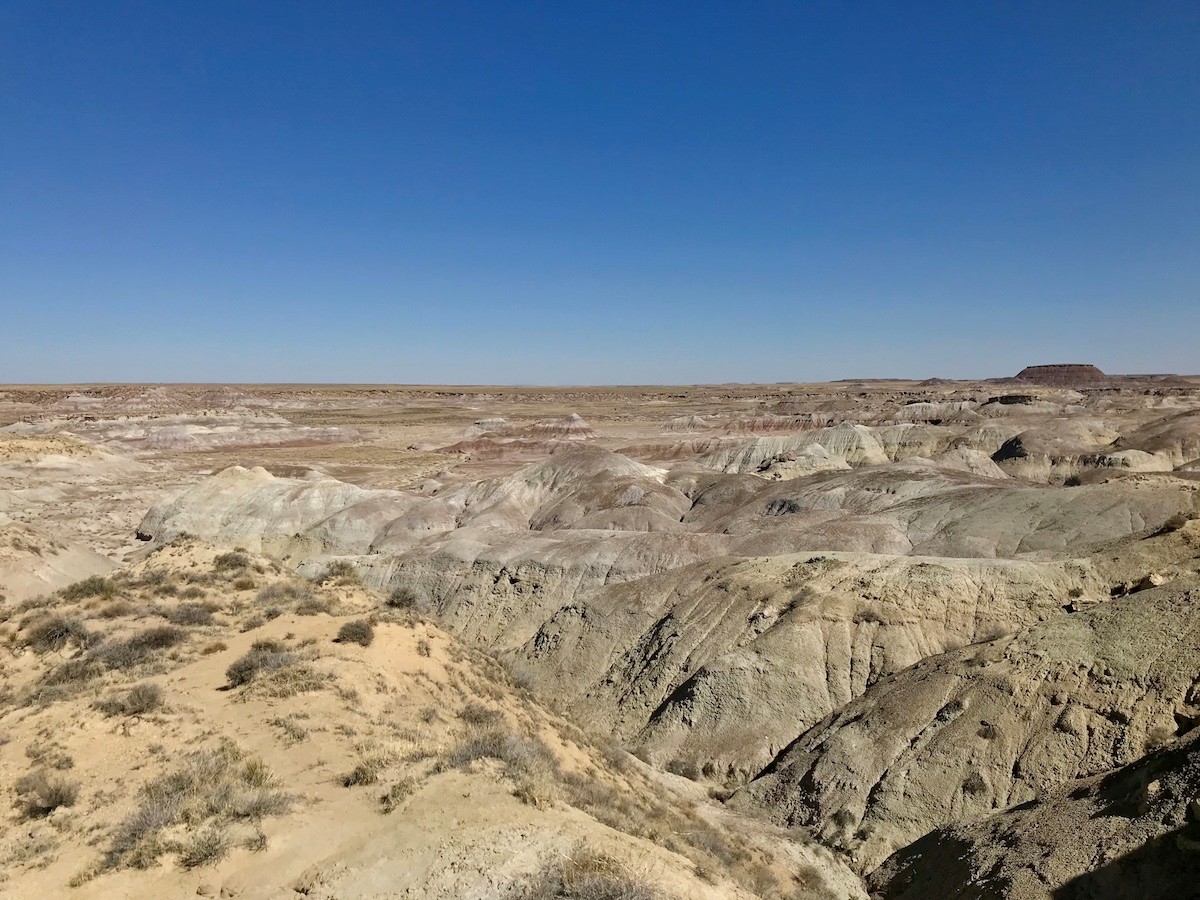 petrified_forest_1.jpg