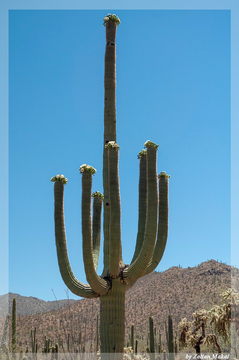 saguaro_2.jpg