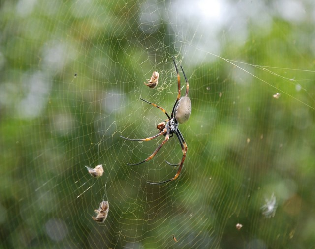 10_golden_orb.jpg