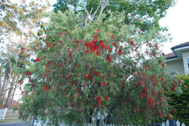 11_bottlebrush.JPG