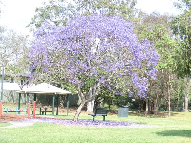 12_jacaranda.JPG