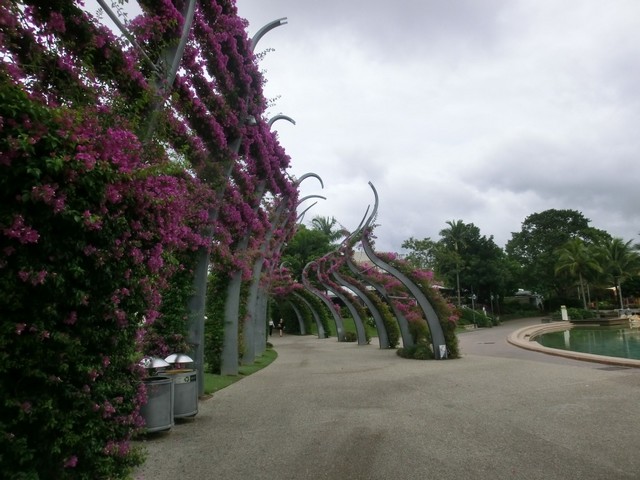 15_bougainvillea in the city.jpg