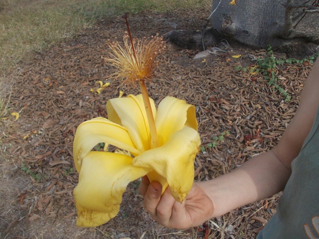 A Palackfa virágja.JPG