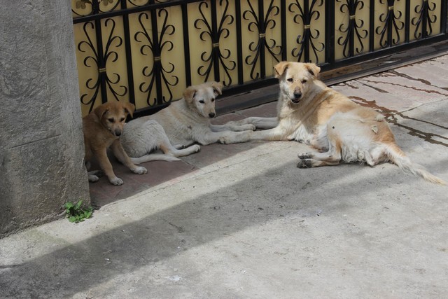 Kóbor kutyák Addiszban.  Egész Etiópia tele van velük, néhány városban mérgezett hússal próbálják visszaszórítani a számukat._2592x1728.jpg