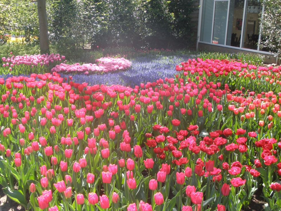 Sok tulipan2.jpg