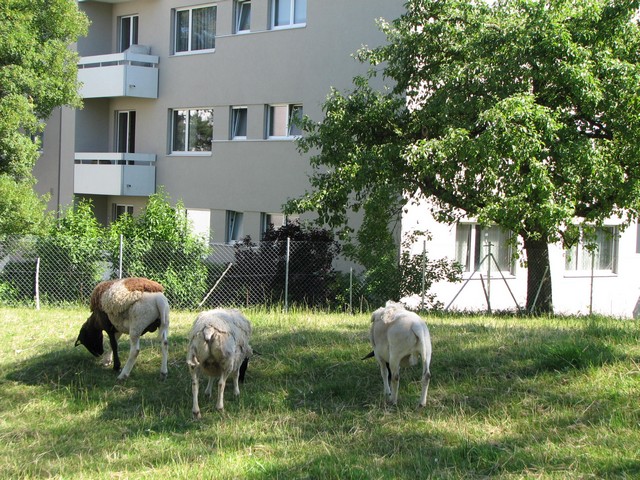 Winterthur házak és barik.jpg