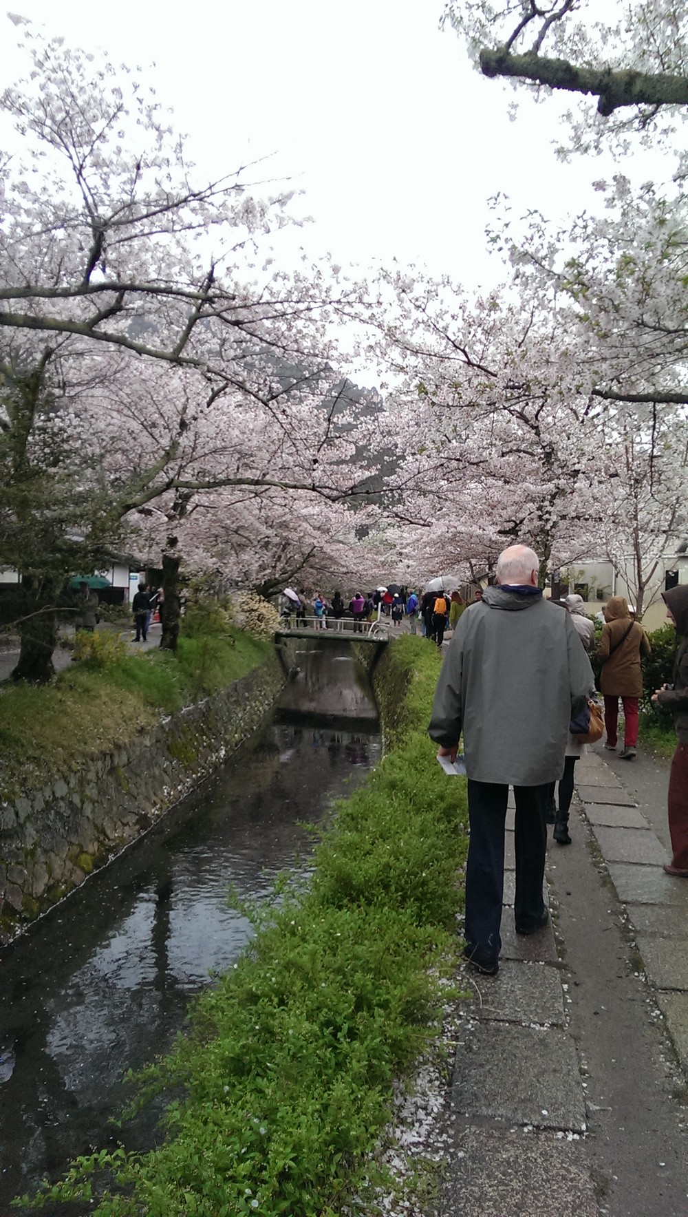 cherry_blossoms_at_tetsugaku_no_michi_in_kyoto.jpg