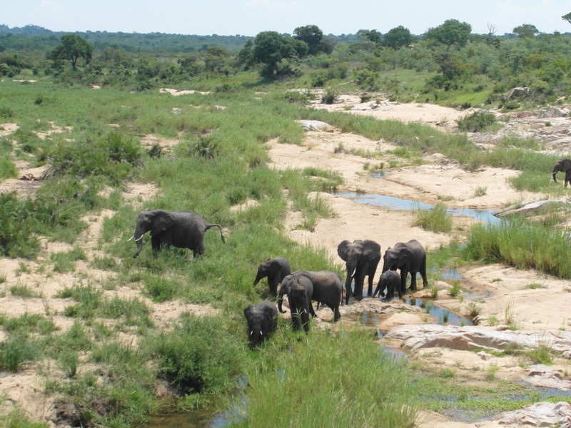 elefántok a Krüger NP-ban.JPG