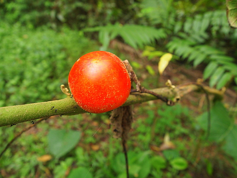 naranjilla.JPG