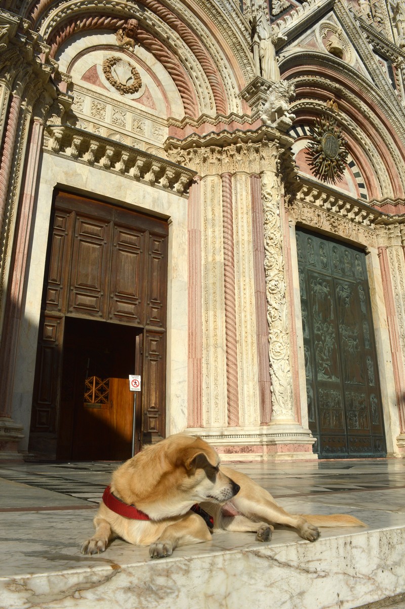 toscana_siena_katedralis_lepcsojen.jpg