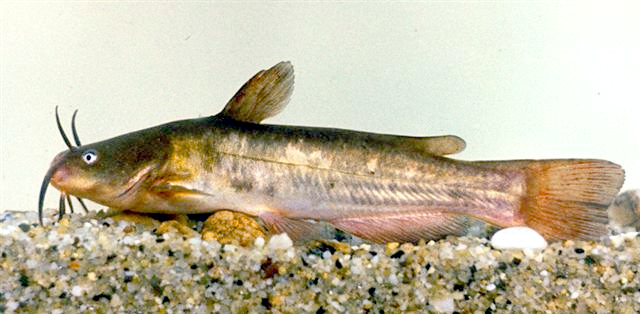 ameiurus_nebulosus_hungary.jpg