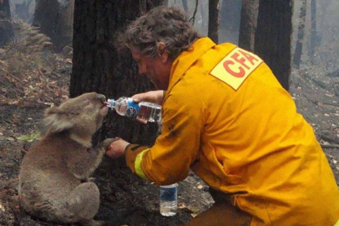 cool-powerful-photos-koala-water-669x446.jpg