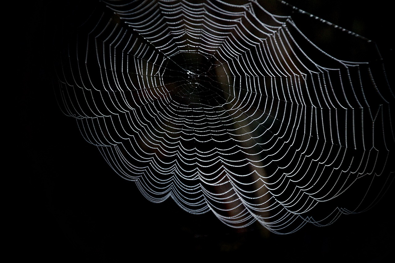 cobweb-close-spider-dewdrop-network-morgentau-1698801.jpg