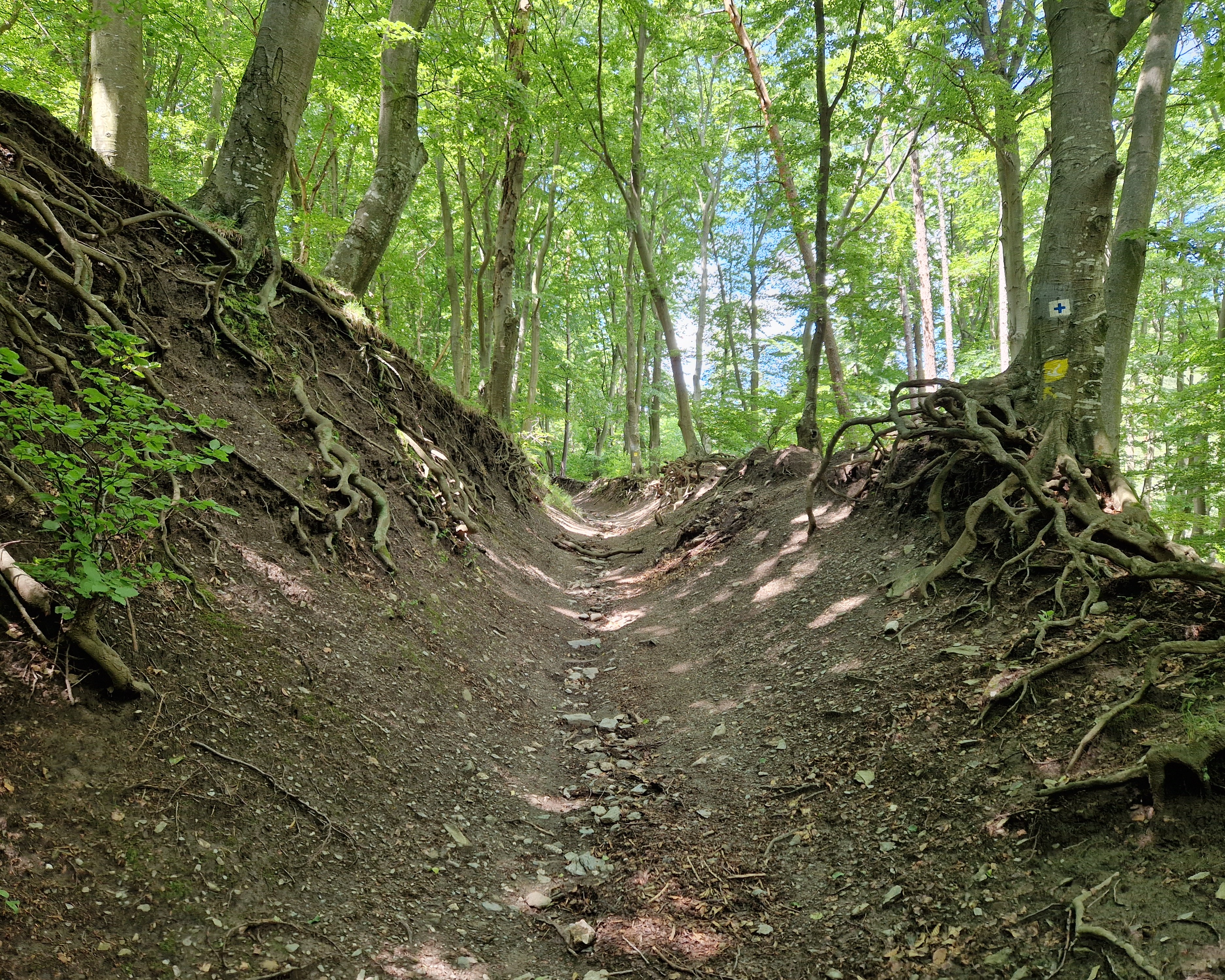 20230612_115300.jpg