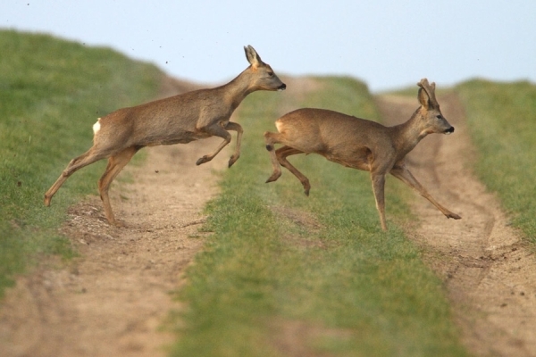 running-deer.jpg