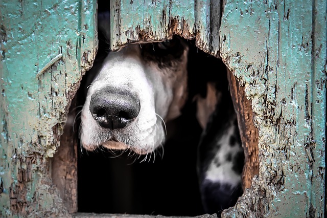 animals-2607753_640.jpg