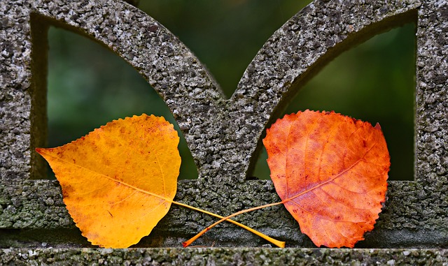 autumn-leaf-3781210_640.jpg