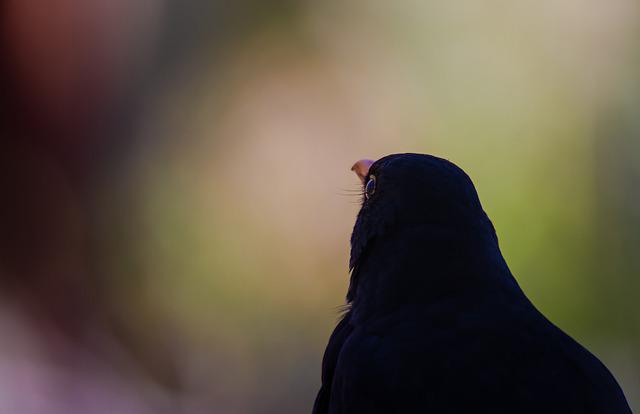 bird-g39b95087c_640.jpg