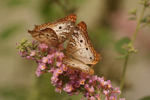 butterfly-743549_640.jpg