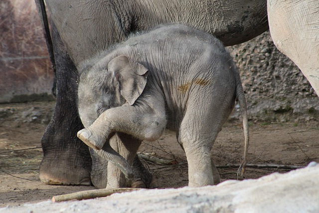 calf-5574665_640.jpg