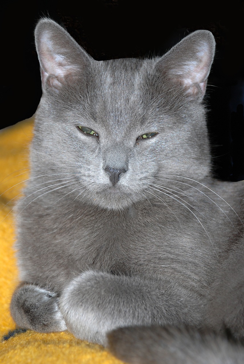 cat-1213130_1280.jpg
