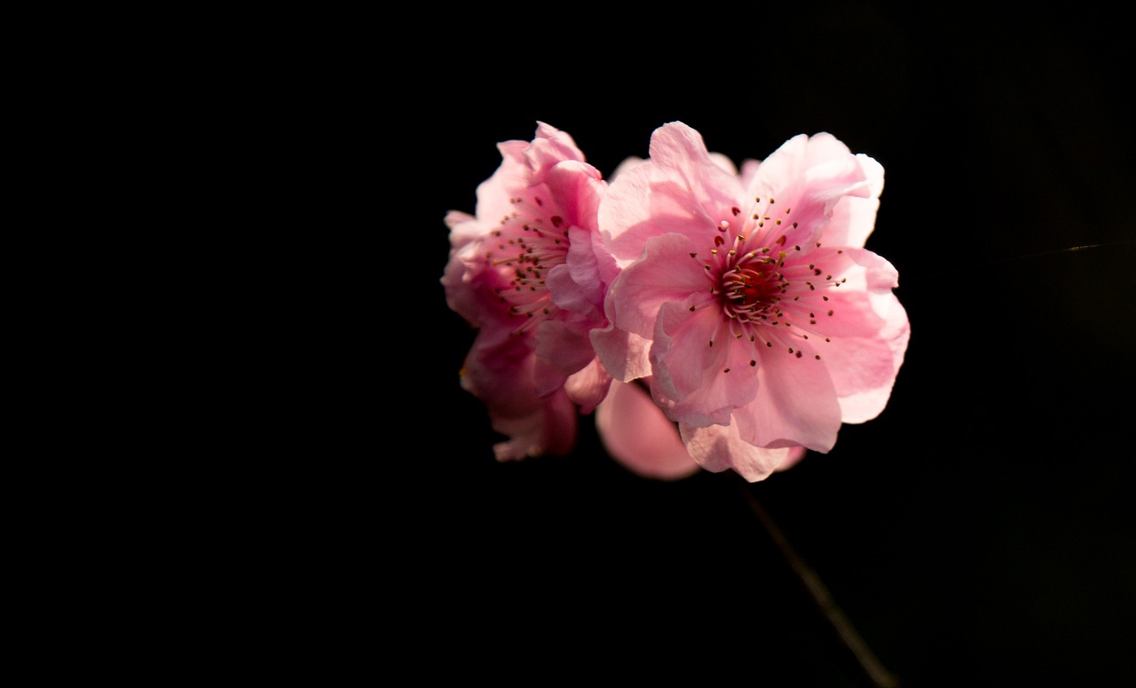 cherry-blossom-728364_1280.jpg