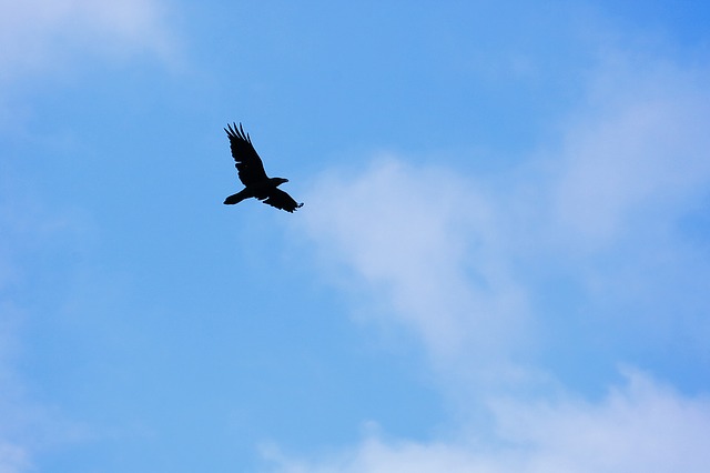 crow-1261545_640.jpg