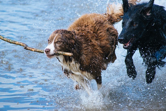dogs-1246588_640.jpg