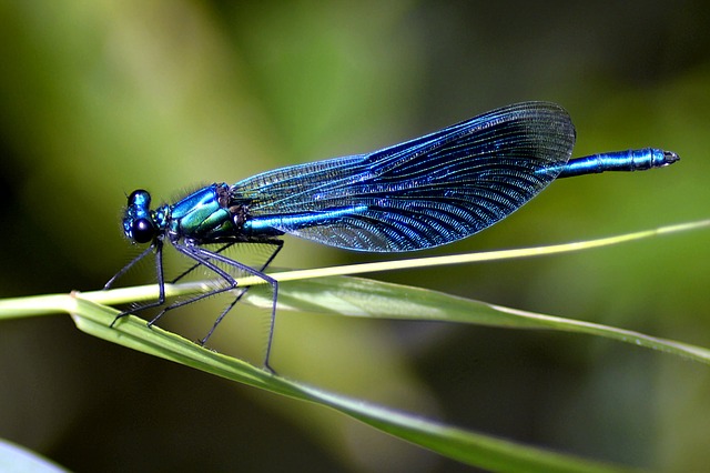 dragonfly-2471464_640.jpg