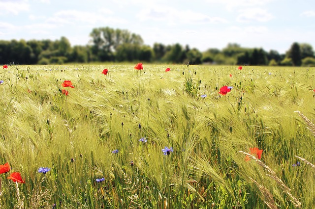 field-800735_640.jpg
