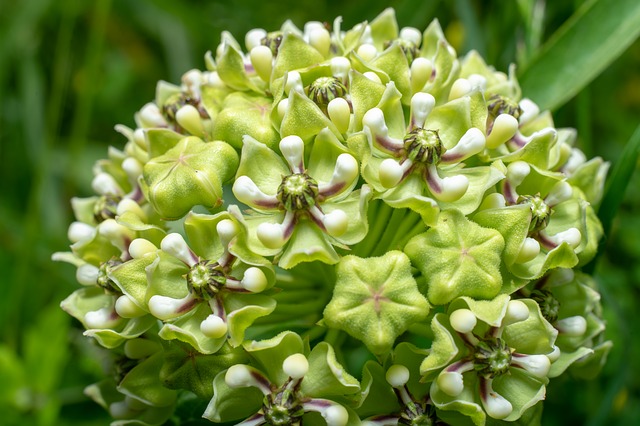flowers-4179552_640.jpg