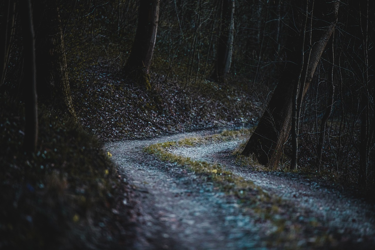 forest-4996811_1280.jpg