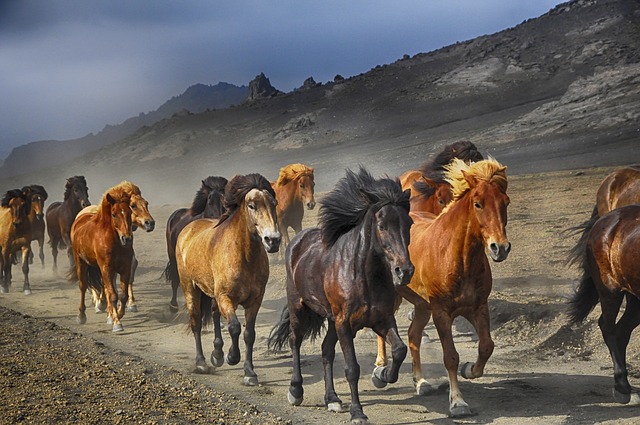 horses-2360048_640.jpg