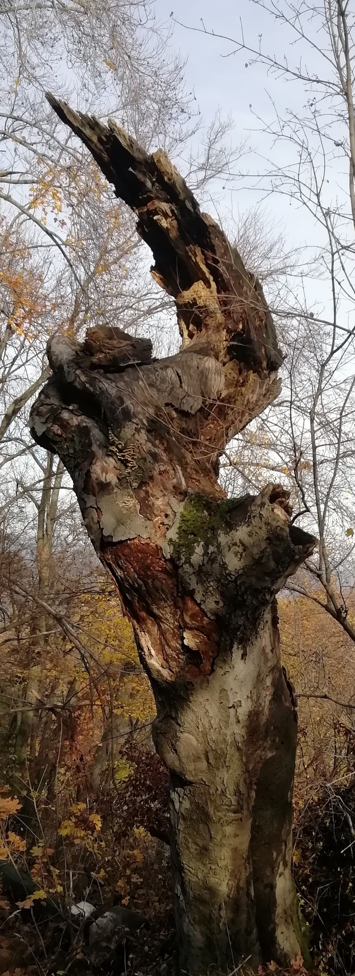 img_20191114_104248.jpg