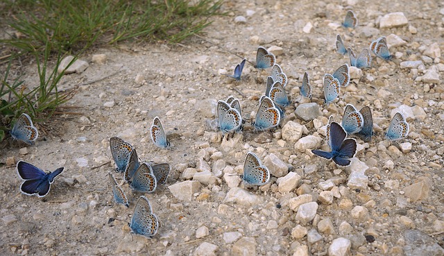 insect-773012_640.jpg