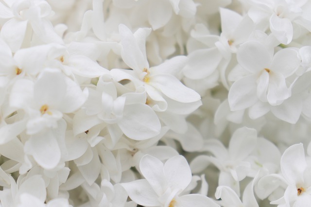 lilac-4250869_640.jpg